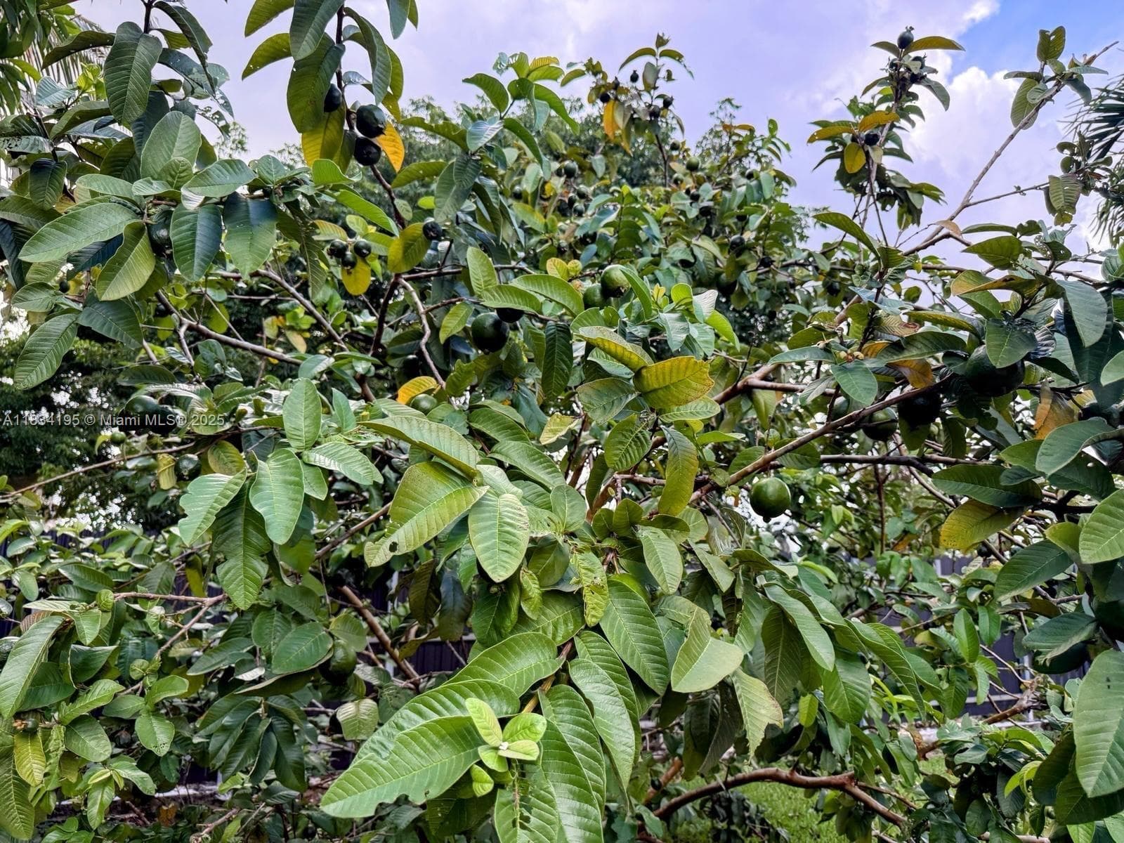 Homestead, Homestead, FL — 11