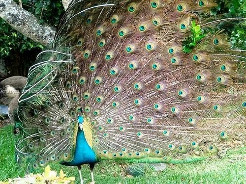 2236 Fisher Island Dr # 3306, Miami Beach FL 33109 — 50