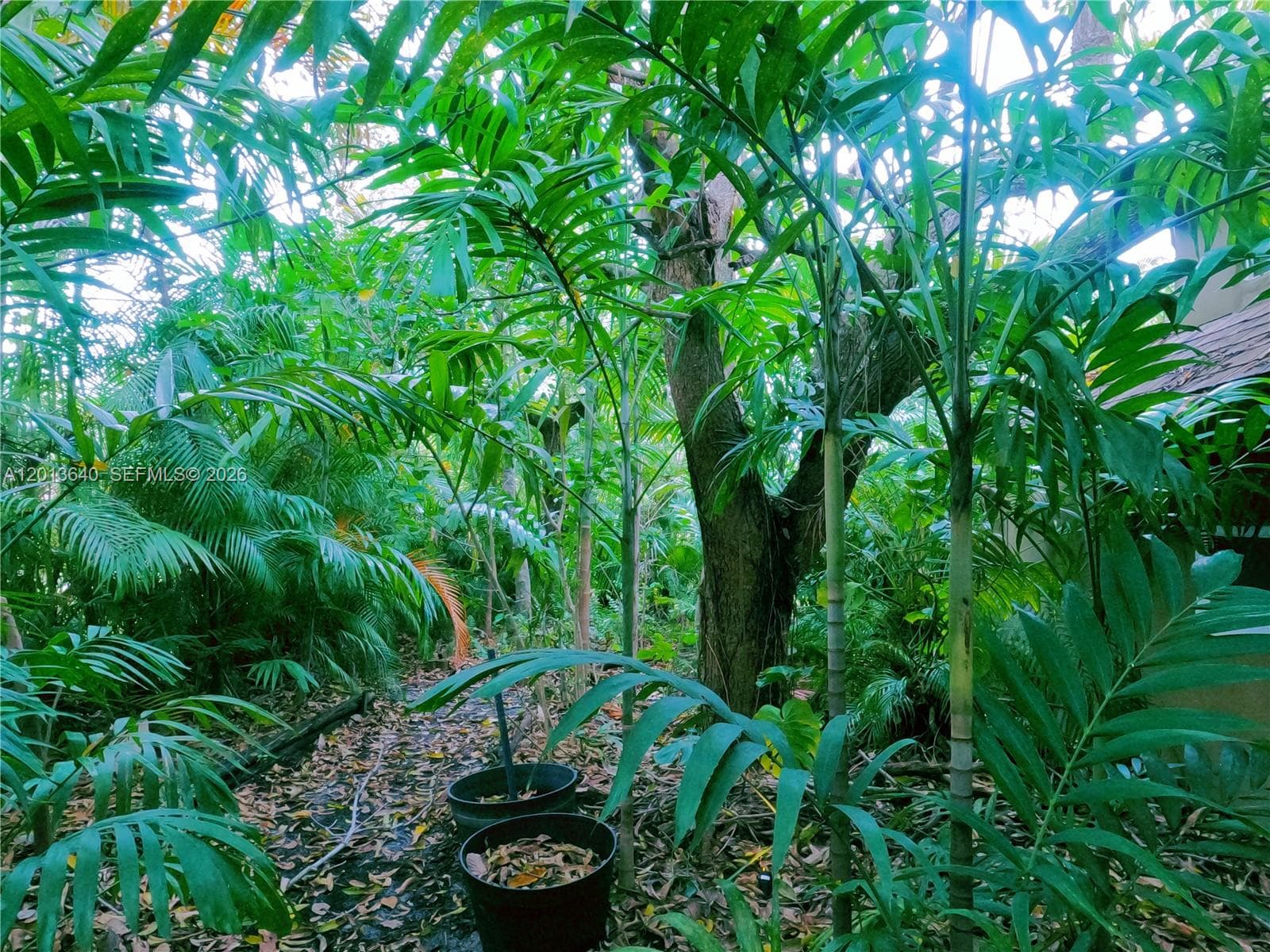 Sunkist Grove, North Miami, FL — 33